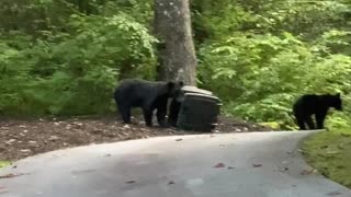 Bears Grab Garbage To Go