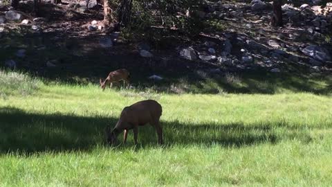 Deer Grazing in Soda Springs at Yosemite National Park