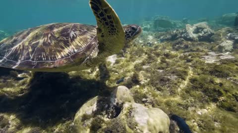 Sea turtles swim and look for the food among coral reefs on the bottom of ocean