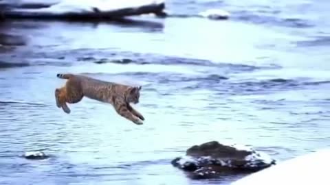 elegant leaping bobcat