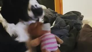 Dog Loves His Tedy Bear