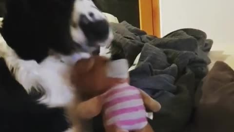 Dog Loves His Tedy Bear