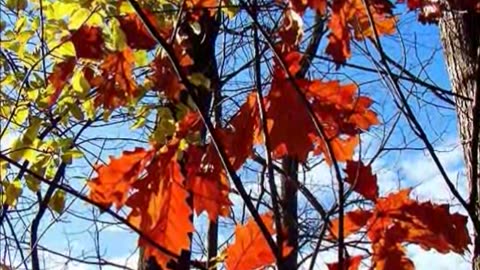 Four Seasons of the Ottawa Valley