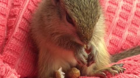 Baby pet squirrel enjoys snack during road trip