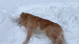 Golden Retriever Tries To Burrow