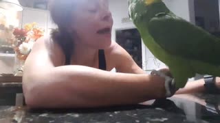 Cody/Coco the parrot laughs and kisses all during playtime