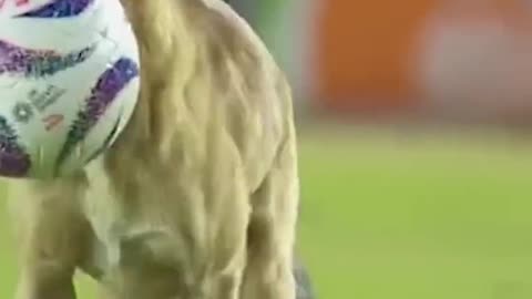 Dog Steals Football in Mexico