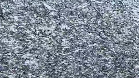 More than 1.2 million migratory snow geese currently visiting Loess Bluffs wildlife in Missouri
