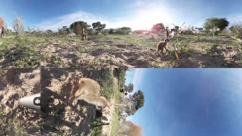 Funny meerkats playing in the desert | Animals with Cameras Earth Unplugged