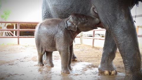 Baby elephant taking mother's milk elephant world