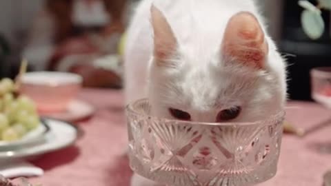 A Cat Licking The Crystal Glass On Top Of The Table
