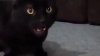 Funny and Cute Cat Videos #220