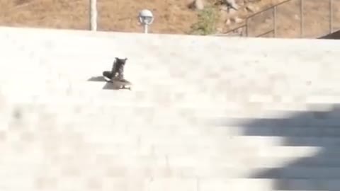 Fearless Dog Skateboards Down Long Flight Of Stairs