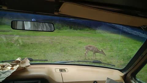 Deer surrounding my van