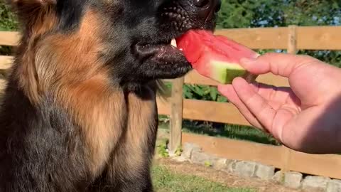 Adorable German Shepherd pup tries watermelon for the first time
