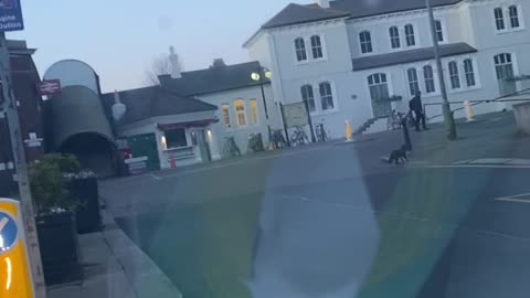 Fox scared of traffic