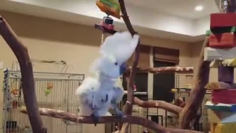 Cute parrot video
