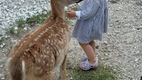 Kiddo Makes Friends with a Fawn