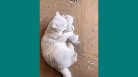 Funny Cats Protecting their Kitten