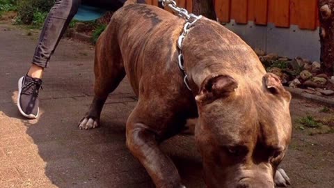 PITBULL DANGEROUS DOG 💥💥💥 IN THE WORLD