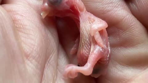 The Smallest Parrot you have ever seen - Tiny egg rescue