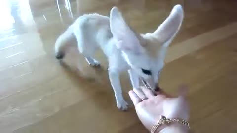 A cheerful little fox forges food out of the palm of his hand.