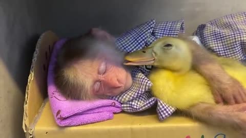 Funny Little Monkey and Duck