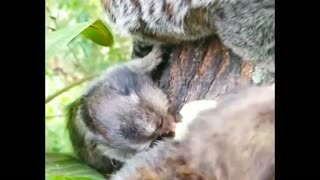 baby monkey 🐒🐒