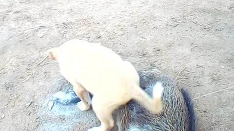 My puppy play with a dead goat