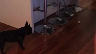 French Bulldog destined to be soccer star