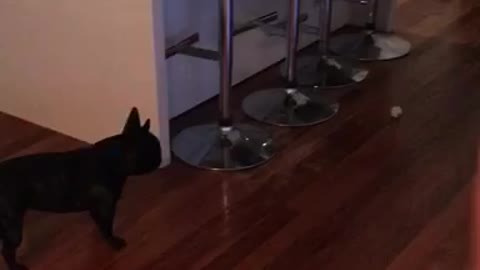 French Bulldog destined to be soccer star