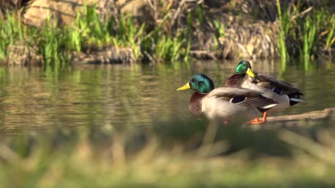 Ducks preening