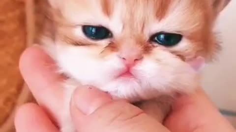 Cute and lovely baby cats