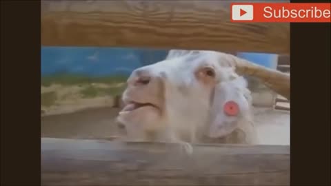 Hilarious Goats that make strange sounds