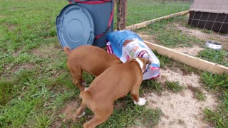 Cute Boxer Puppies Playing With Dog Food Bag