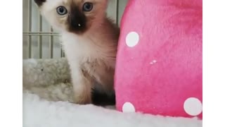 Kitten Calling for Her momy