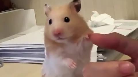 Rat handshake 🤝🤝🤝🤝🤝🤝💯🤝🤝🤝🤝💯💯