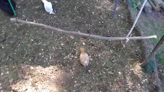 Chicken running around with a bug in her mouth.