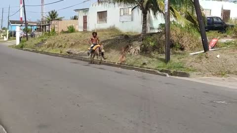 Wild donkey bare back riding in Dieppe Bay - St Kitts