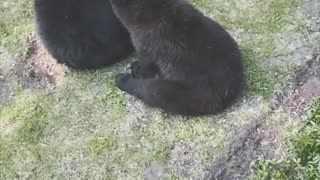 Bear Flees After Coming Face to Face With Family Dog
