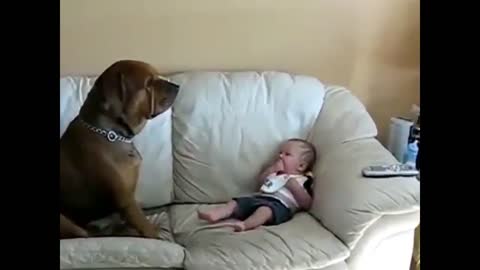 Dog good friend Protecting Baby is verry funny