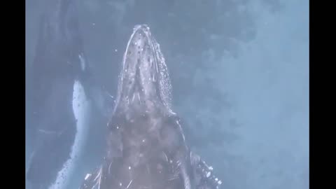 Humpback whales 🐋