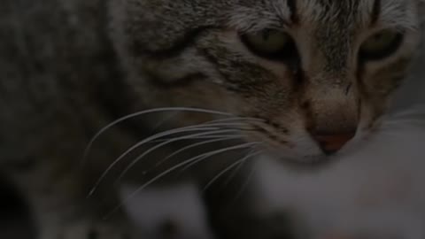 MOTIVATIONAL SPEECH -CAT VIDEO