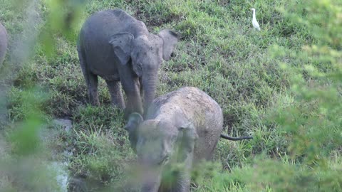 Funny elephant fighting videos
