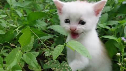 Sound Little Cute Cat😍😍