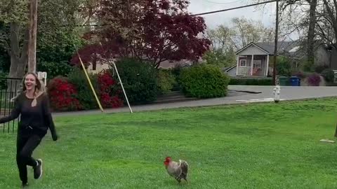 Rooster Chases Woman Around Park