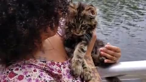 Maine coon kitten going to miami park