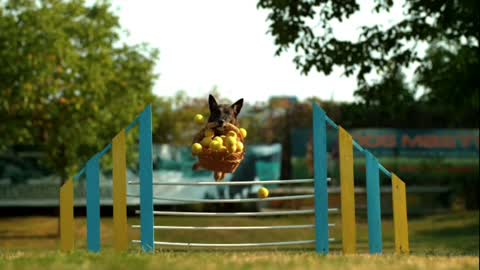 Dog high jump 🐕 with basketball 🏀