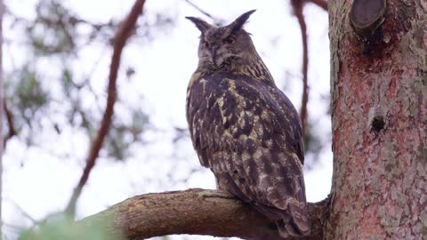 Large eagle owl sitting on a branch in a tree