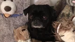 Black pug sits in middle of stuffed animals on red bed